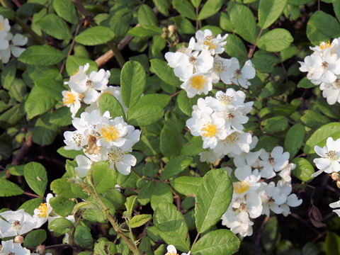 Rosa multiflora