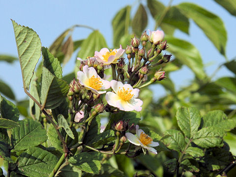 Rosa multiflora