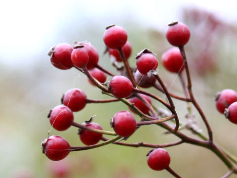 Rosa multiflora