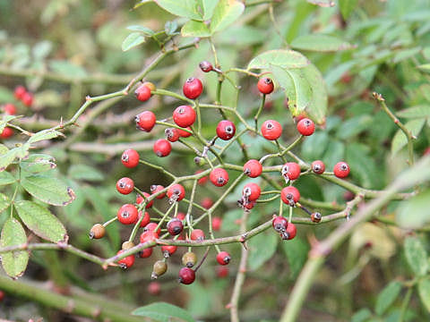 Rosa multiflora