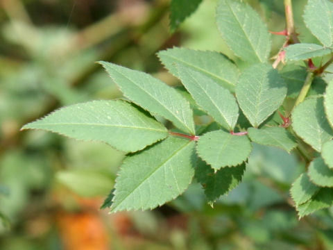 Rosa multiflora