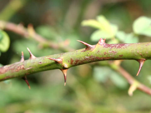 Rosa multiflora