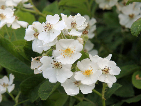 Rosa multiflora