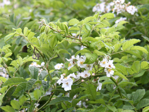 Rosa multiflora