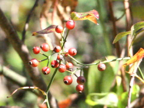 Rosa multiflora