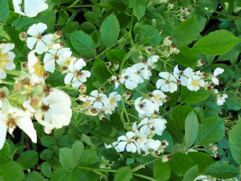 Rosa multiflora