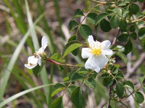 Rosa multiflora