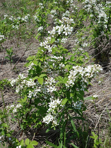 Rosa multiflora