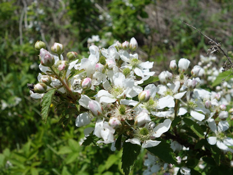 Rosa multiflora