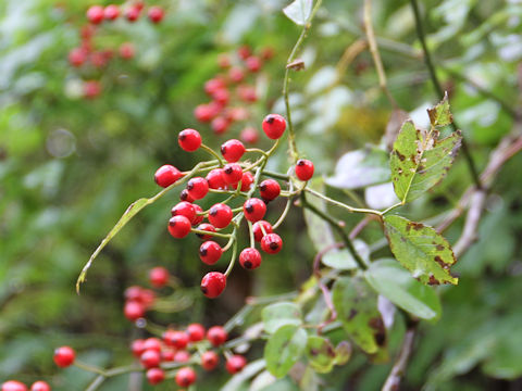 Rosa multiflora