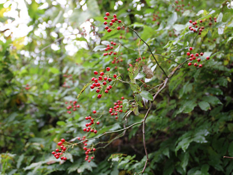 Rosa multiflora