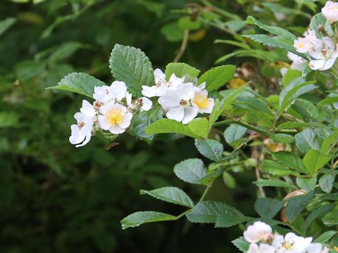 Rosa multiflora