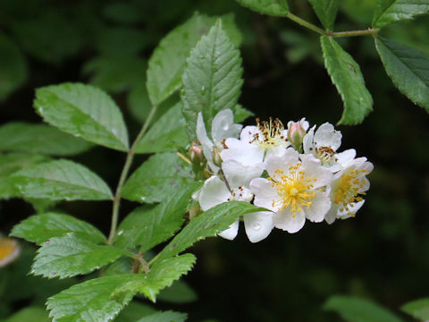 Rosa multiflora