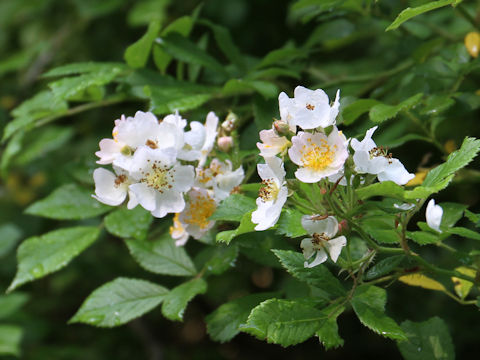 Rosa multiflora