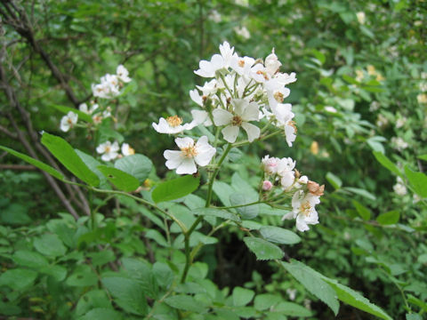 Rosa multiflora