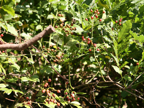 Rosa multiflora