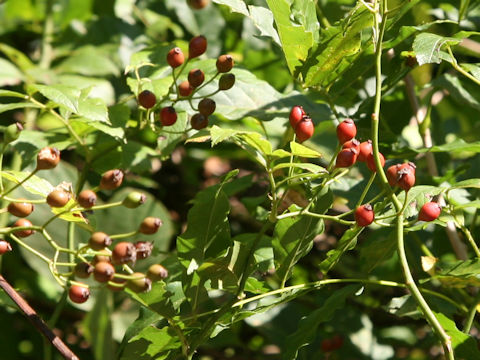 Rosa multiflora