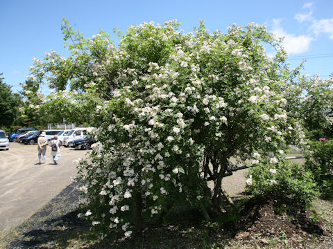 Rosa multiflora