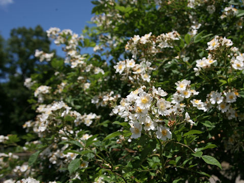 Rosa multiflora