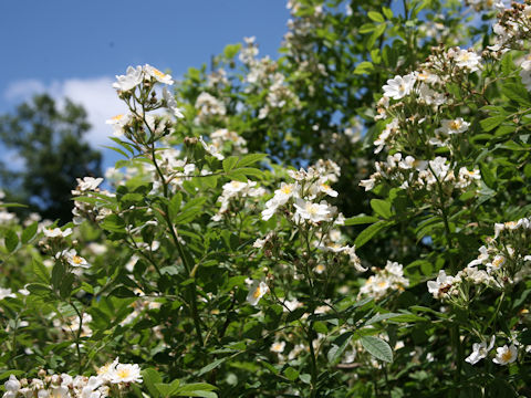 Rosa multiflora