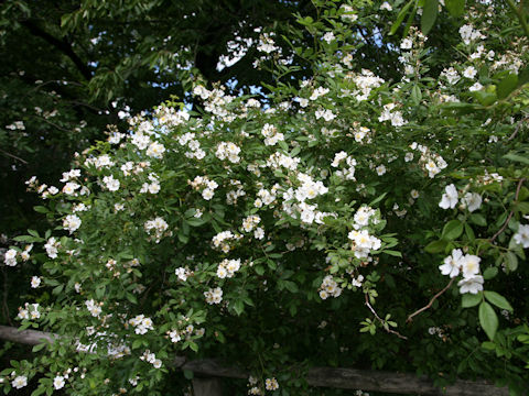 Rosa multiflora