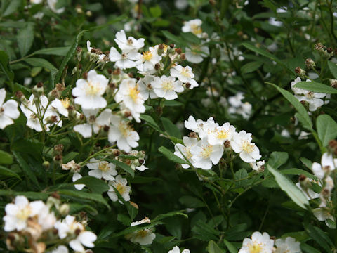 Rosa multiflora