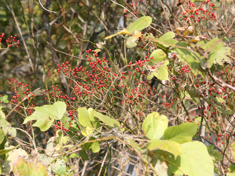 Rosa multiflora