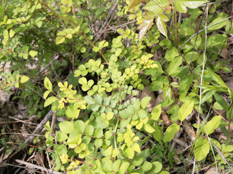 Rosa multiflora