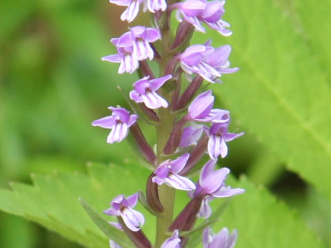 Gymnadenia camtschatica