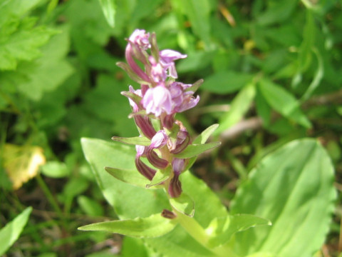 Gymnadenia camtschatica