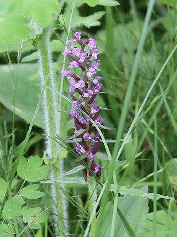 Gymnadenia camtschatica