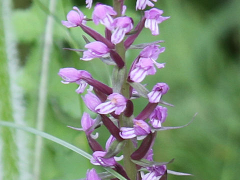 Gymnadenia camtschatica