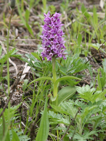 Gymnadenia camtschatica