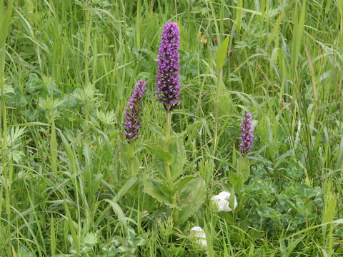 Gymnadenia camtschatica