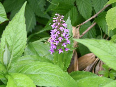 Gymnadenia camtschatica