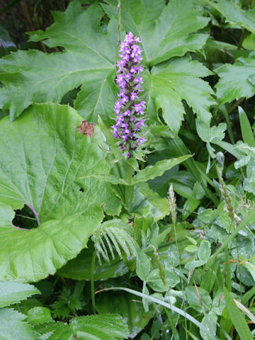 Gymnadenia camtschatica