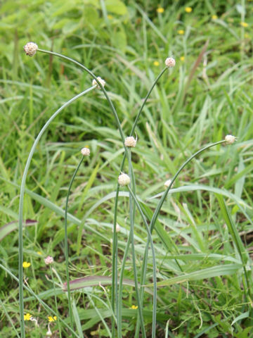 Allium grayi