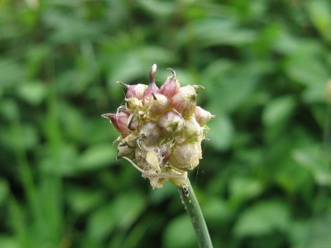 Allium grayi