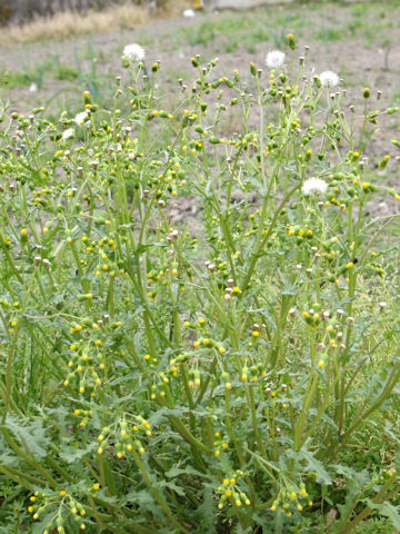 Senecio vulgaris