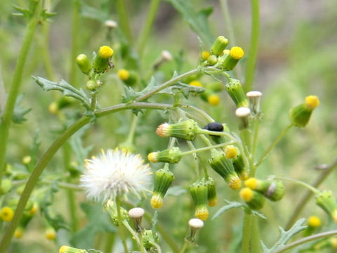 Senecio vulgaris