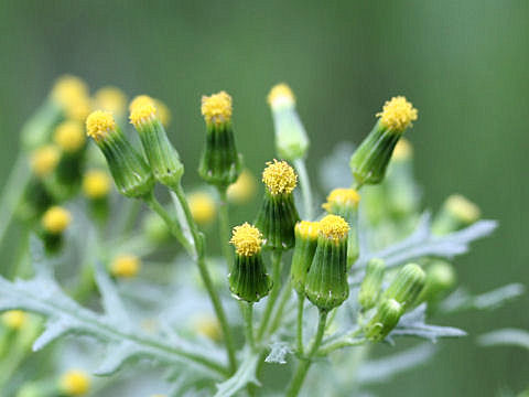 Senecio vulgaris