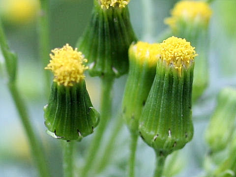 Senecio vulgaris