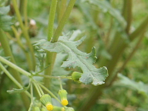 Senecio vulgaris