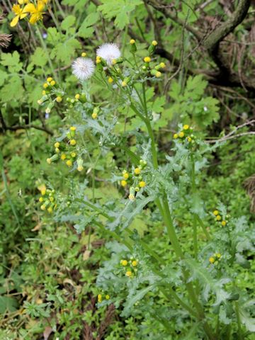 Senecio vulgaris