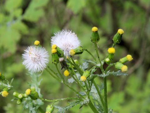 Senecio vulgaris