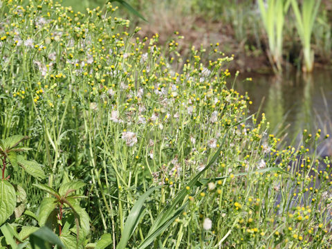 Senecio vulgaris