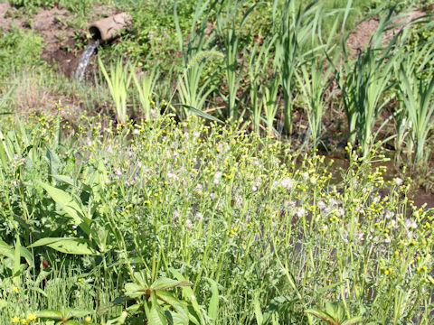 Senecio vulgaris