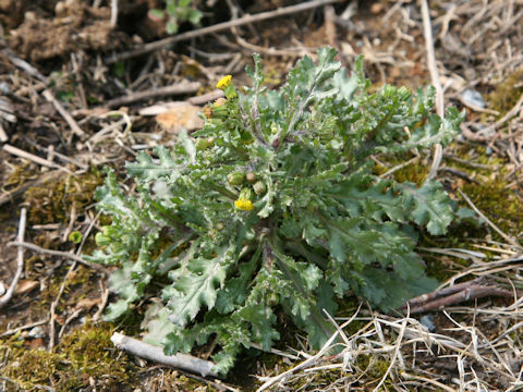Senecio vulgaris