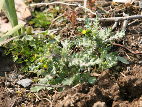 Senecio vulgaris