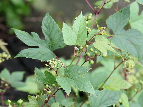 Ampelopsis brevipedunculata var. heterophylla